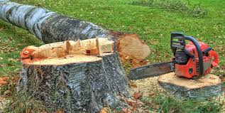 Best Arborist Consultation Services  in Hockessin, DE