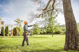 Best Tree Fertilization  in Hockessin, DE