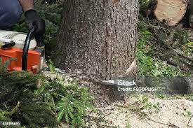 Best Tree Removal  in Hockessin, DE