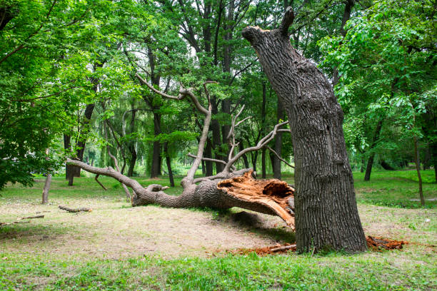 Best Emergency Tree Removal  in Hockessin, DE