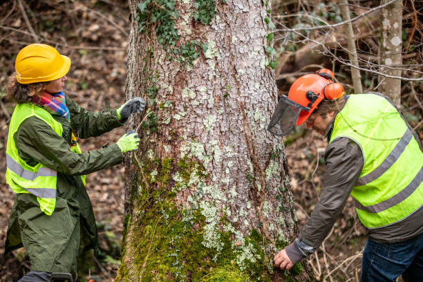 How Our Tree Care Process Works  in  Hockessin, DE