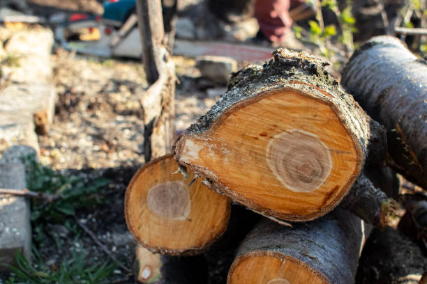Professional Tree Care in Hockessin, DE