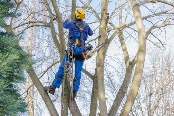 Best Pest Control for Lawns  in Hockessin, DE