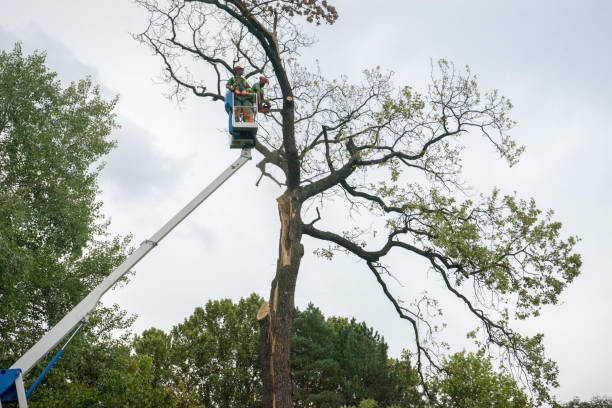 How Our Tree Care Process Works  in  Hockessin, DE