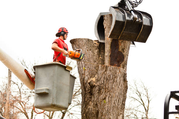 Best Tree Disease Treatment  in Hockessin, DE