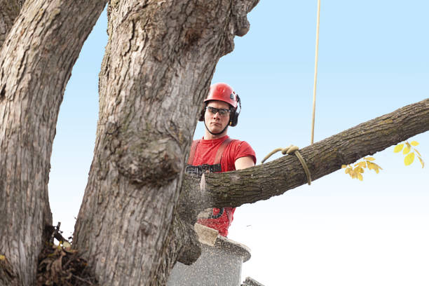 Best Tree Health Inspection  in Hockessin, DE